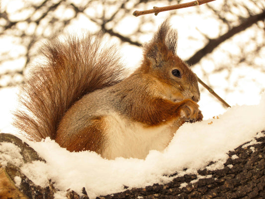 Winter Woodland - 12 Days of Christmas Advent