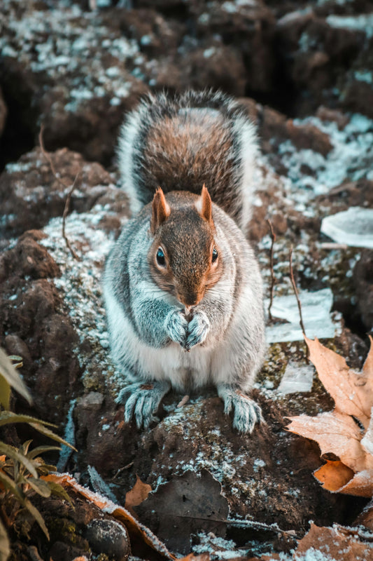 Winter Woodland - 4 Week Advent